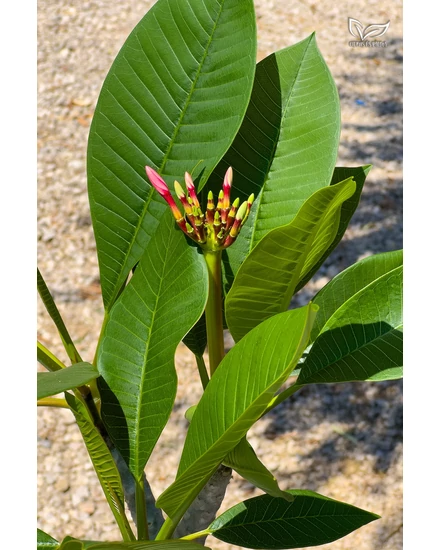 Plumeria様 Plumeria Opal Pink de vânzare | Citrice și palmieri - Magazin web